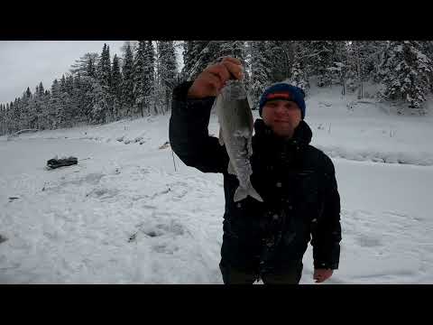 Видео: Супер клёв хариуса зимой на новом месте !
