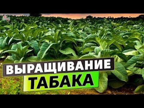 Видео: Табак. Шаг третий. Высадка в грунт #дачасадогород