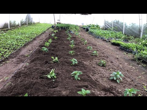 Видео: Така собі проповідь ,про перець.  На місце помідорів саджу Перець Геркулес