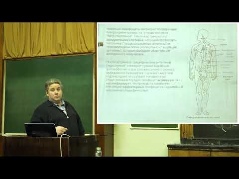 Видео: Купраш Д. В. - Иммунология - 2. Клеточная структура иммунной системы