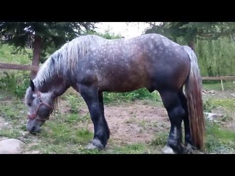 Видео: 🔥🐎ФУНТ у новій леваді🐎🔥