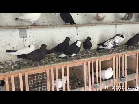 Видео: #Pigeons.Как получить мастёвых голубей.