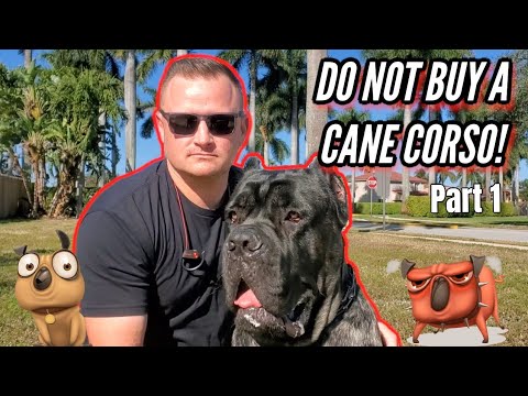 Видео: Кане-корсо — стоит ли заводить?! Часть 1