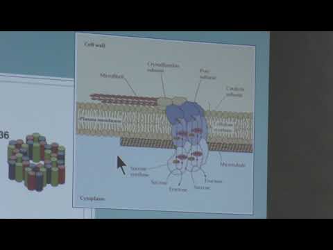 Видео: Носов А. М. - Физиология растений I - 12. Клеточная стенка, плазмалеммы