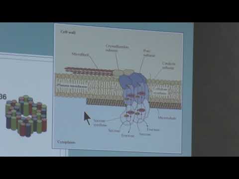 Видео: Носов А. М. - Физиология растений I - Клеточная стенка, плазмалеммы