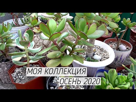 Видео: Денежное дерево Толстянка  Моя коллекция осень 2020