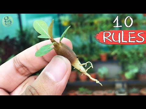 Видео: 10 правил пересадки адениума тучного (Adenium Obesum) – Часть 2