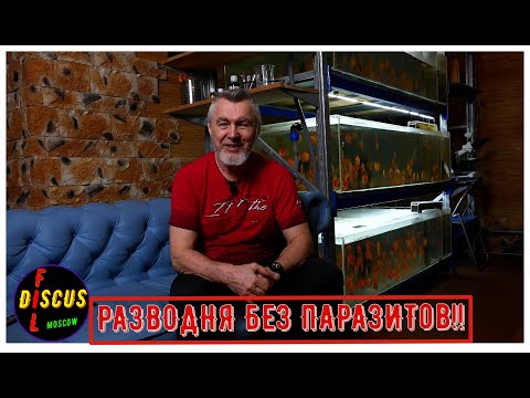 Видео: ДИСКУСЫ,РАЗВОДНЯ БЕЗ ПАРАЗИТОВ.