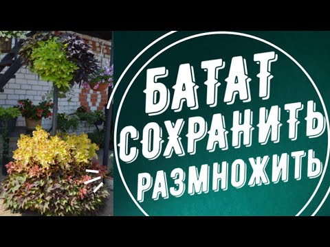 Видео: ИПОМЕЯ БАТАТ. КАК СОХРАНИТЬ ЗИМОЙ И РАЗМНОЖИТЬ?