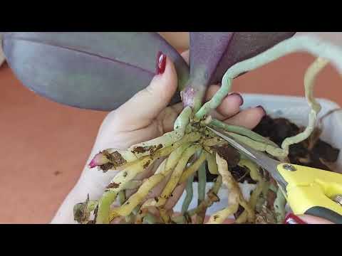 Видео: Пересадка орхидеи Bkack Face с полной заменой грунта. Посадка получилась воздушная. 25.042025 г.