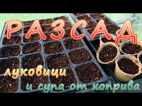 Видео: Луковици, разсад и супа от коприва