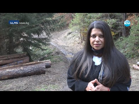 Видео: РАЗСЛЕДВАНЕ НА ТИНА ИВАЙЛОВА: Как се изсича общинска гора?