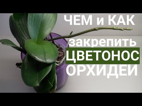 Видео: ЦВЕТОНОС ОРХИДЕИ