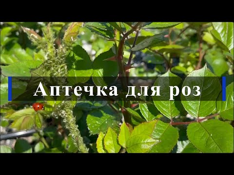 Видео: Аптечка для роз. Питомник растений Е. Иващенко