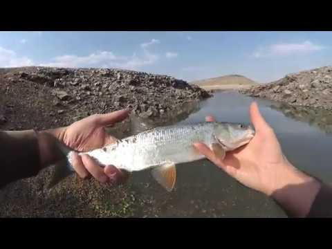 Видео: Ловля жереха на спиннинг в Армении
