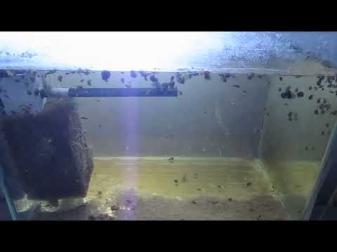 Видео: ноябрьский обзорчик рыбок