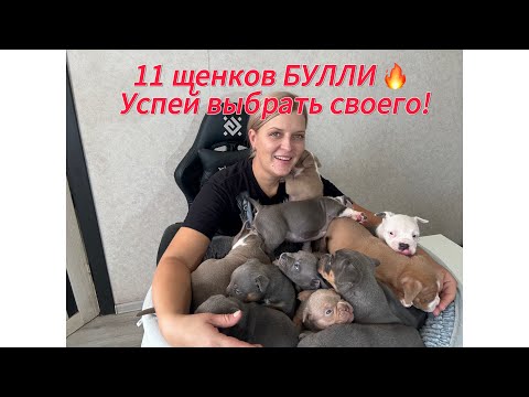 Видео: 11 щенков,АМЕРИКАНСКИЙ БУЛЛИ. Уникальные окрасы, характер и реальные цены| Как выбрать и купить були