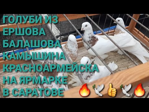 Видео: 🔥🔥🔥Голуби из Красноармейска, Ершова, Камышина, Балашова на ярмарке в Саратове. Птичий рынок 09.11.24