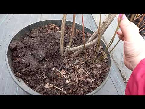 Видео: Размножение голубики прикорневой порослью.