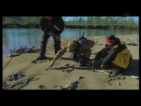 Видео: Находка на о. Врангеля шокировала ученых