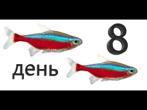 Видео: Красный неон. День 8. Кормим  Подмениваем воду