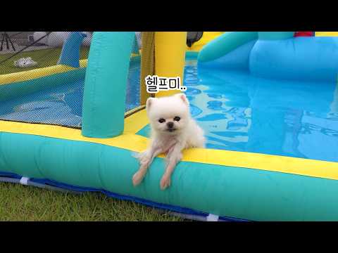 Видео: Водная площадка для собак! Спасите человека, застрявшего в надувном батуте!