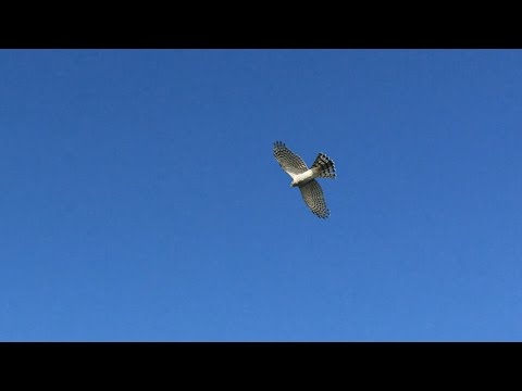 Видео: Полет голубей, атака ястреба тетеревятника