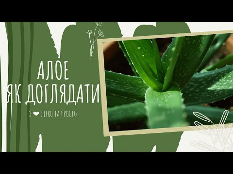 Видео: АЛОЕ : як доглядати