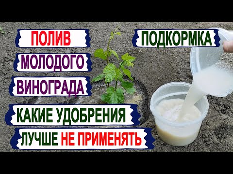 Видео: 🍇 Как ПОЛИВАТЬ. Чем ПОДКОРМИТЬ молодой виноград в мае. От ЭТИХ УДОБРЕНИЙ на винограде только ВРЕД.