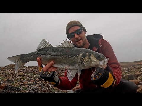 Видео: ОКУНЬ | ПОЙМАЙ И ПРИГОТОВЬ | ЛОВЛЯ ОКУНЯ НА ПРИМАНКУ