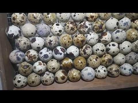Видео: Инкубаторга бодене жумырткасын салу адиси. 👍👍👍👍👍