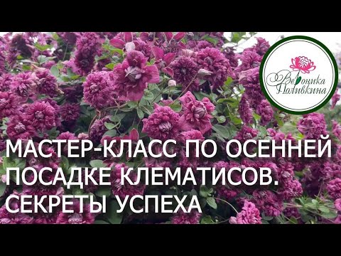 Видео: ПОДРОБНАЯ ИНСТРУКЦИЯ ПО ОСЕННЕЙ ПОСАДКИ КЛЕМАТИСА