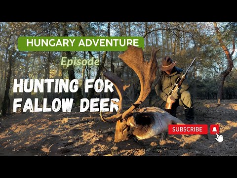 Видео: Эпизод приключений в Венгрии: охота на лань