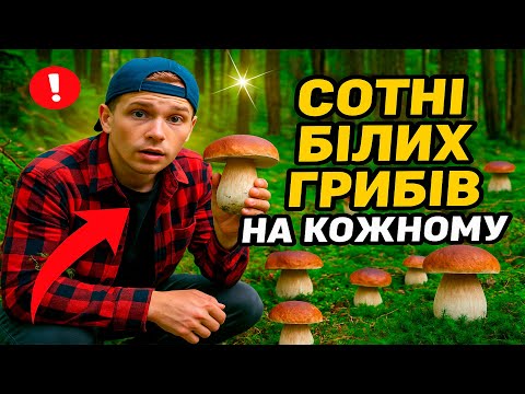 Видео: СОТНІ БІЛИХ ГРИБІВ НА КОЖНОМУ КРОЦІ І ЛІСІ