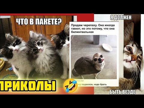 Видео: В пакете собака-ерепапаха, в кепке!!!смотри смешные картинки мемы котики приколы  🤣