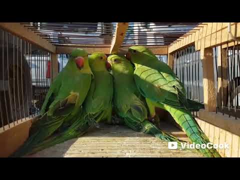 Видео: Ярмарка Кропоткин 25.05.2025.Обзор на новом месте!