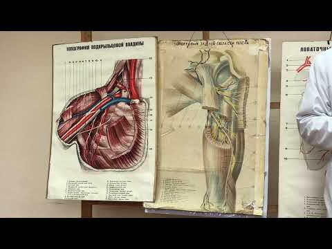 Видео: Надплечье и плечо