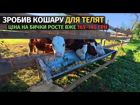 Видео: Зробив кошару для бичків. Вага і прирости бичків у 5-7 місяців. Ціна на бички росте вгору.
