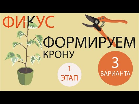 Видео: №12. Фикус Бенджамина {1}. Формируем 3 вида кроны. Этап1.