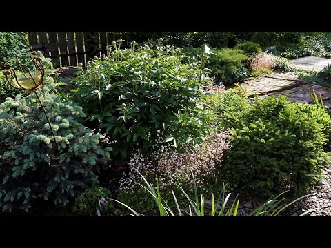 Видео: Состояние моего сада. Июнь, 23. Подробный обзор посадок.