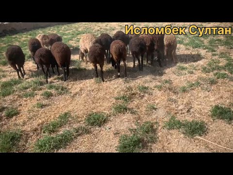 Видео: 19- Сар Мода баррайи фуруши ‪☎️+992 98 814 5910‬ 2025 г.