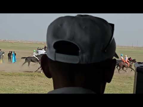 Видео: Аламан байге