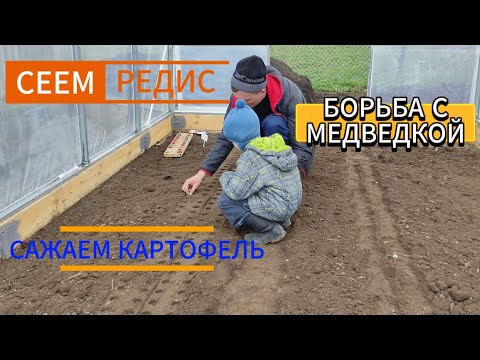 Видео: 🥔🍓🍅 Сеем редис.Сажаем картофель.Подкормка клубники.Боремся с медведкой.Рассада томатов. 🍅🍓🥔