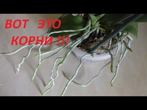 Видео: Сумасшедший Результат!!! Phal. Wild Cat. Корни рвут пластик. Пересадка.