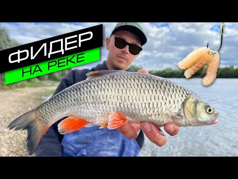 Видео: ФИДЕР НА РЕКЕ / ЛОВЛЯ ЛЕЩА, ГОЛАВЛЯ, ГУСТЕРЫ / FROS FISHING