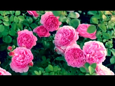 Видео: Розы. Лучшие из лучших. А какое обильное цветение...🌹🌹🌹                 Часть 2.