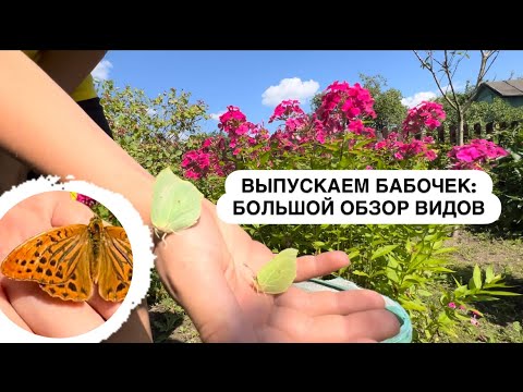 Видео: 🦋БАБОЧКИ ИЮЛЯ🦋ДНЕВНЫЕ И НОЧНЫЕ: Большой обзор видов / выпускаем на волю! #природабеларуси #бабочки
