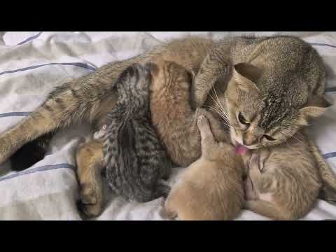 Видео: Котята кушают и купаются 😊