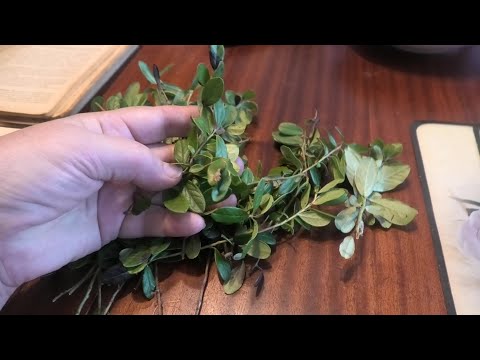 Видео: 23-28 03 24г дача,брусничный лист,рассада