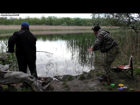 Видео: Шикарный карась на резинку.